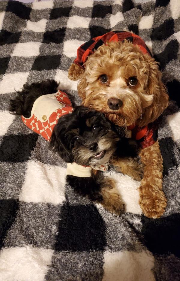 /Images/uploads/Four Footed Friends/FourFootedFriends/entries/18578thumb.jpg
